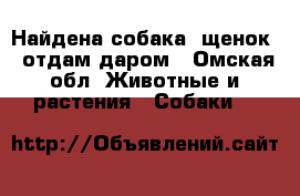 Найдена собака (щенок), отдам даром - Омская обл. Животные и растения » Собаки   